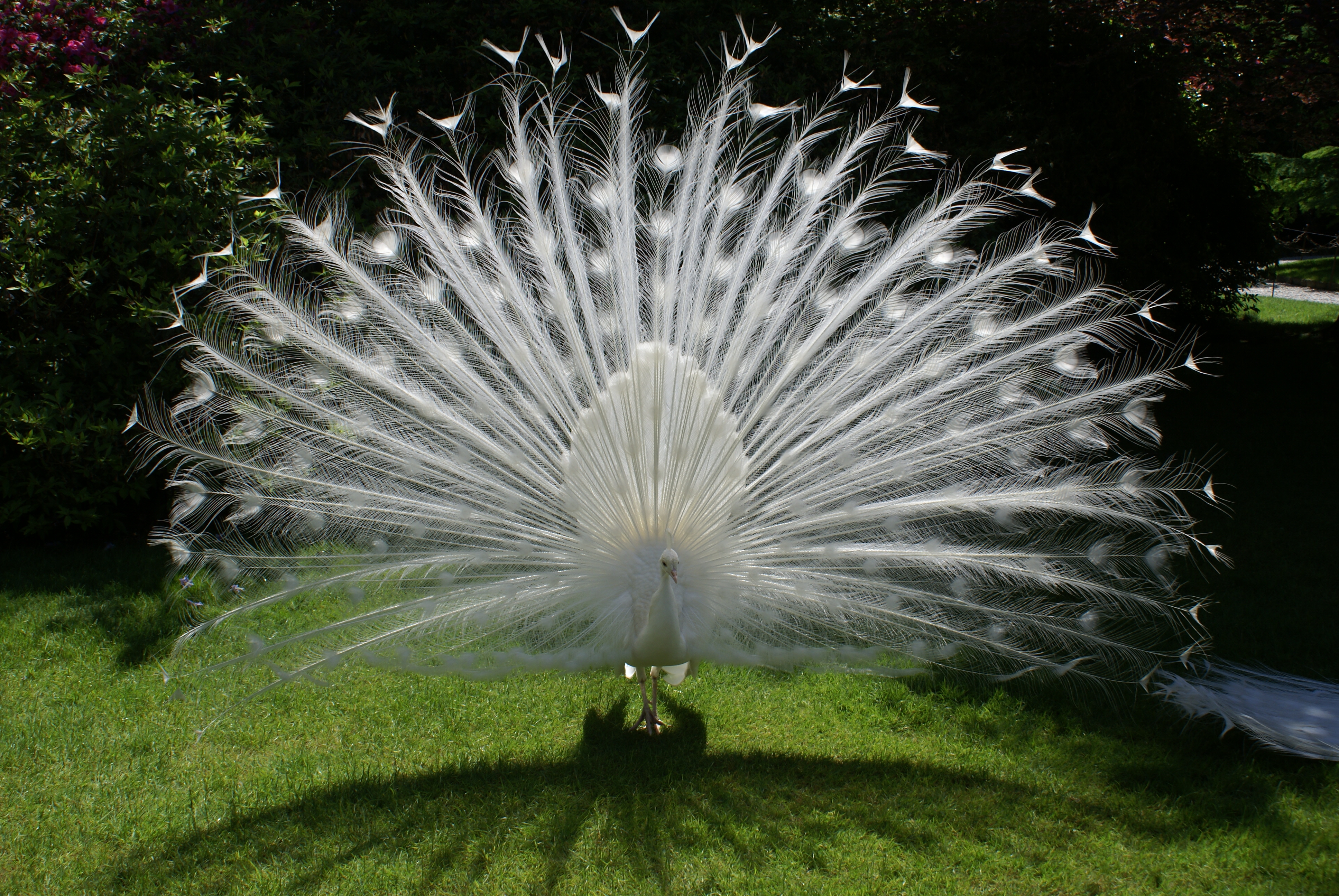 White Peacock of Isola Bella
