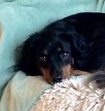 14805393_1502406129774884_31531362_n