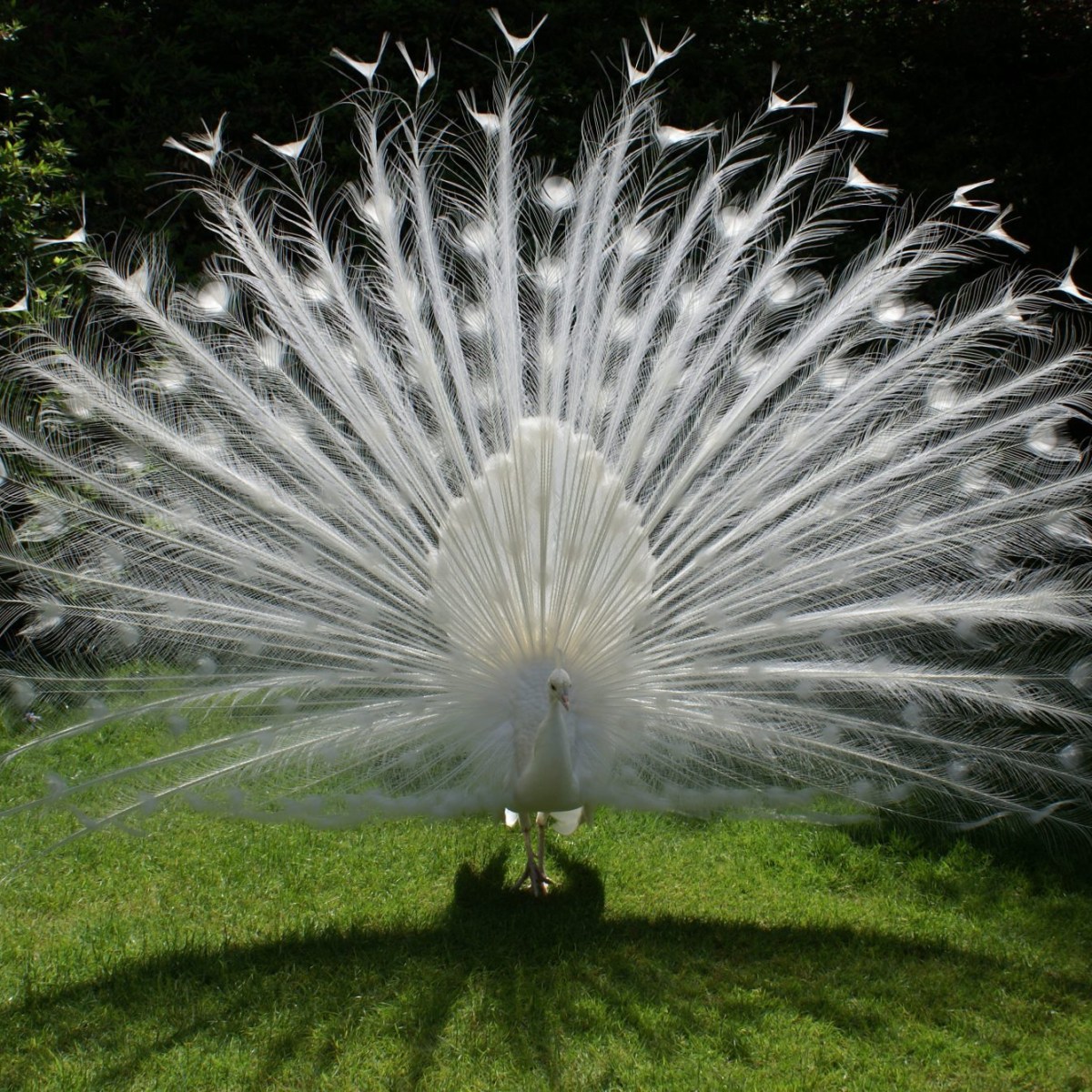 A Short Spell with a Pet&nbsp;Peacock